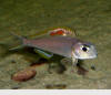 Want to Buy - Xenotilapia nigrolabiata red princess | MonsterFishKeepers.com