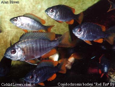 Copadichromis borleyi Kadango Borleyi"