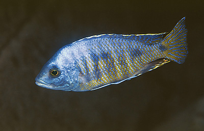 ovatus cichlid